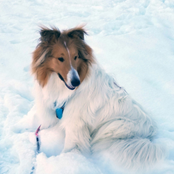 A picture of a dog laying in the snow.